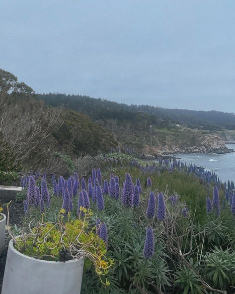 sonoma coastal sommelier aesthetic 🍇🇺🇸🥂🦭🩵 #sonomacoast #sonomacounty #winecountry #aesthetic #winetasting #wine #sommlife #westsonomacoast #timbercoveresort #timbercove #winetime #cheers #landscapephotography #russianrivervalley #winelovers #northerncalifornia #lucchese #cowboyboots #luccheseboots #mylucchese #westernwear #westernstyle #boots #gap Sommelier Aesthetic, Russian River Valley, Sonoma Coast, Visit California, Wine Travel, Wine Time, Sonoma County, California Coast, Wine Country