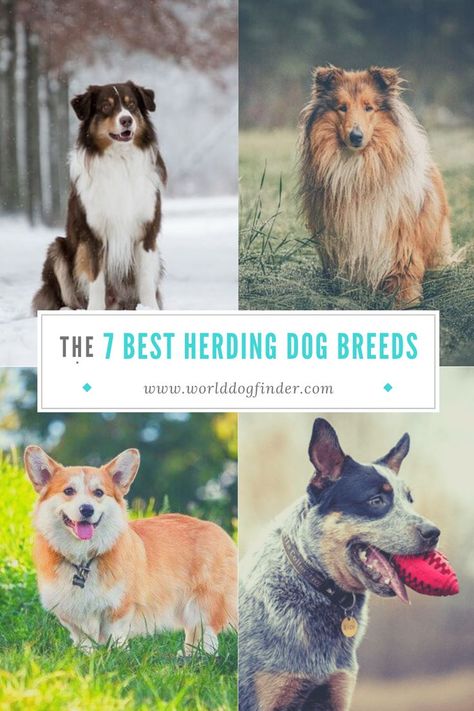 There are many reasons why dog owners might want a herding breed. They might have a herding job for them, or they simply want to get a highly trainable, intelligent dog breed that makes an energetic pet. Plus, if you are interested in competing in herding trials, one of these dog breeds will make a fantastic competitor. Herding Dogs Breeds, Herding Dogs, Great Dane, Dog Breed, Dog Owners, Dog Training, Best Dogs, Chihuahua, Dog Breeds