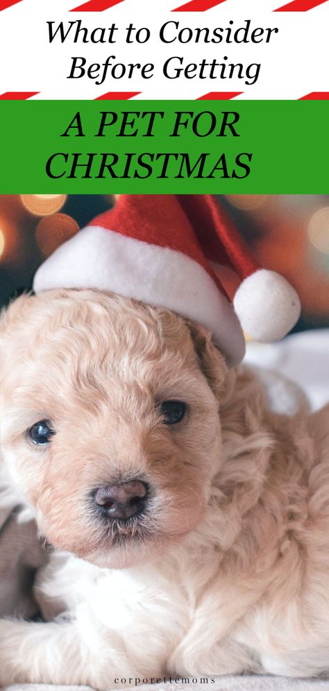 Considering getting your kids a pet for Christmas? Here are all of the considerations you should make, especially if you're a working parent who's at the office a lot. #Christmasdog #Christmaspet #holidaydog #holidaypet #petforkids Dog Surprise, Working Parent, Purebred Dogs, Fun Family Activities, Pet Holiday, Dog Holiday, Working Mother, Working Moms, Family Pet