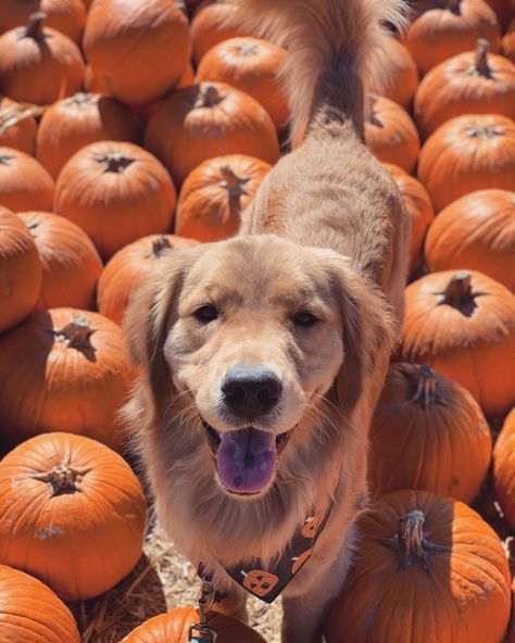 Cutest Pumpkin In The Patch, Thanksgiving Crafts Diy, Thanksgiving Crafts, Happy Thanksgiving, Pumpkin Patch, Pumpkins, Golden Retriever, Thanksgiving