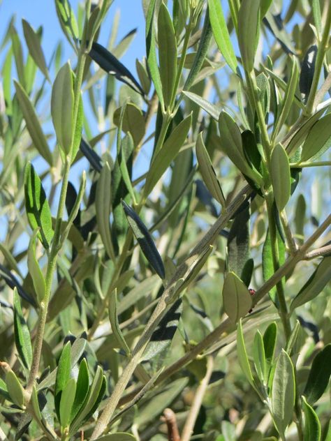 Olea europaea 'Wilsonii' - Boething Treeland Farms Planting Palette, Scott Wilson, Olea Europaea, Drought Resistant, California Landscape, Sun And Water, Container Size, Plant Species, Water Flowers