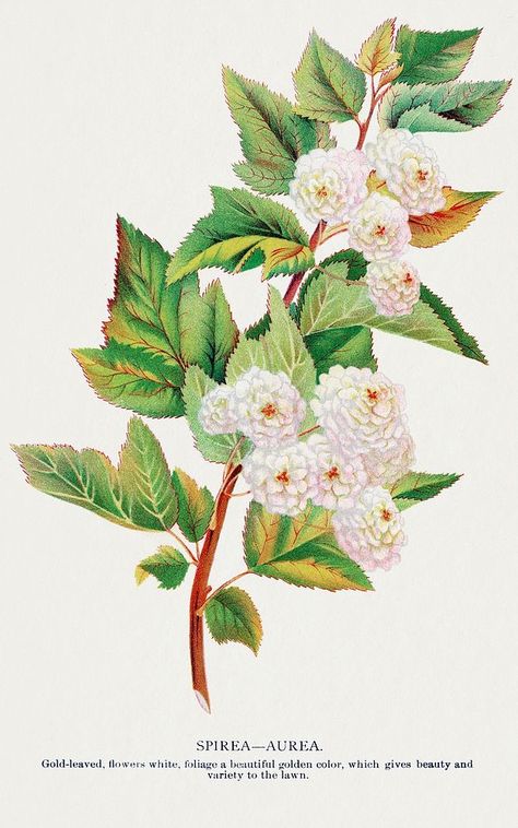 Spirea Flower, Text Illustration, Printing Company, Vintage Botanical, Download Free Images, Golden Color, Botany, Vintage Illustration, Free Image