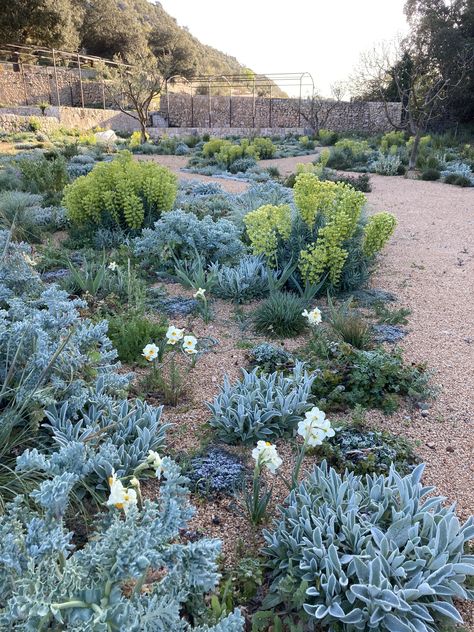 Tom Stuart-Smith Tom Stuart Smith Gardens, Farm Landscaping, Tom Stuart Smith, Mediterranean Plants, Dry Garden, Gravel Garden, Border Plants, Blue Garden, Mediterranean Garden