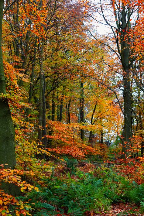 Beautiful Scotland in the Autumn . #scotland #autumn #trees #colour Autumn In Scotland, Fall In Scotland, Autumn Screensaver, Scottish Autumn, Worldly Aesthetic, Autumn Scotland, Autumn Nostalgia, Scotland Autumn, Scotland Fall