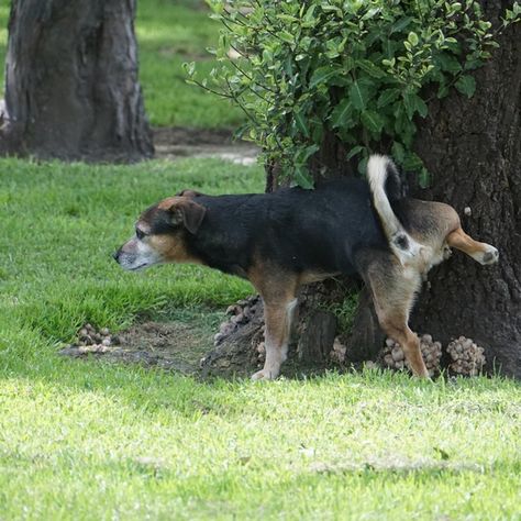 Why Do Dogs Kick Up Your Lawn After They Pee? Terrier Mix Breeds, People With Pets, Shirley Ballas, Dog Angel, Animal Behaviorist, Garden Pathways, Pet People, Simple Garden, Pet Tips