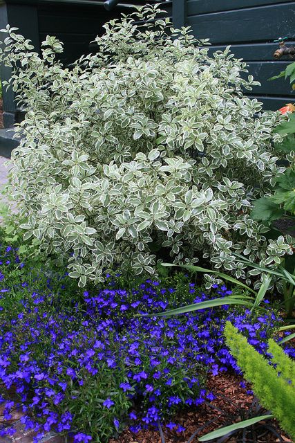 Pittosporum tenuifolium 'Marjorie Channon' House Landscape Plan, Pittosporum Silver Sheen, Garden Shrubs Evergreen, Pittosporum Tenuifolium, Green And White Garden, California Landscaping, Plants For Yard, Purple Flowers Garden, Backyard Garden Layout