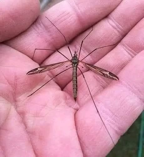 Vampire Feeding, Giant Mosquito, Giant Huntsman Spider, Spiders In Australia, Venomous Animals, Huntsman Spider, Huge Spiders, National Geographic Photography, Crane Fly