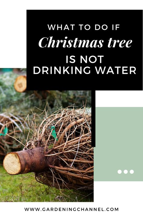 Learn how to have a healthy fresh Christmas tree. Follow these gardening tips if your Christmas tree is not drinking water. #gardeningchannel #gardening #livetree #freshtree #wateringchristmastree Christmas Tree Water Solution, How To Care For A Real Christmas Tree, How To Start A Christmas Tree Farm, Real Christmas Tree Care Tips, Adding Snow To Bottle Trees, Christmas Tree Water, Teal Christmas Tree, Fresh Cut Christmas Trees, Teal Christmas