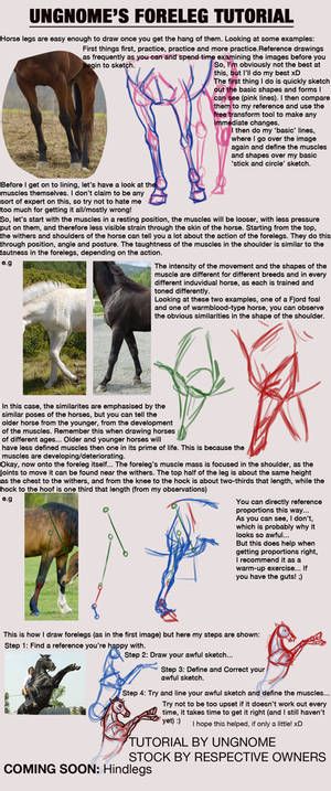 How To Draw Horses, Horse Drawing Tutorial, Dog Anatomy, Horse Anatomy, Anatomy Tutorial, Horse Drawing, Horse Drawings, Equine Art, Animal Sketches