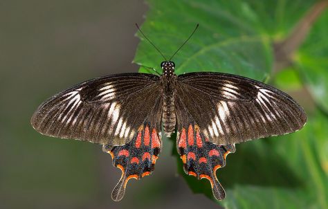 Indian Common Mormon (Female) - Papilio polytes romulus Swallowtail Butterfly, Nature