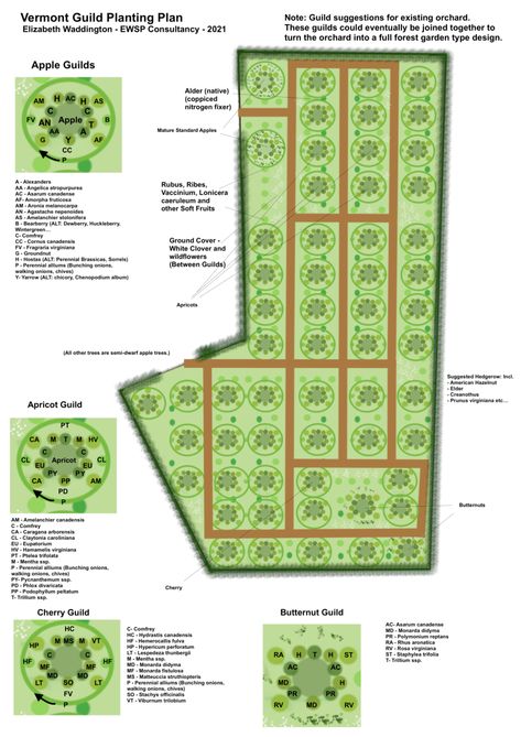 Vermont Fruit Tree Guilds – EWSP Consultancy Orchard Layout, Fruit Tree Guild, Tree Guild, Bennington Vermont, Planting Fruit Trees, Nitrogen Fixation, Design Sustainability, Orchard Garden, Orchard Tree