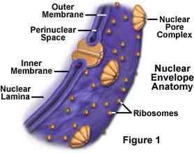 Nucleur envelope Cells Organelles, Nuclear Membrane, Cell Organelles, Membrane Structure, Cell Structure, Control Center, Cell Biology, Molecular Biology, A Cell