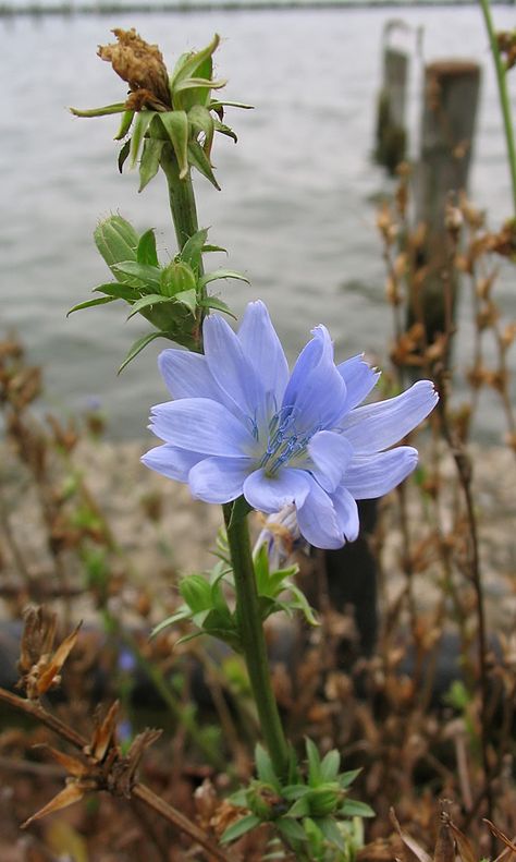 Chicory ~ Cichorium intybus ~ How to Grow and Benefits | Auntie Dogma's Garden Spot Chicory Coffee, Wild Edibles, Wild Plants, Plant Roots, Edible Flowers, Medicinal Herbs, Permaculture, Native Plants, Vegetable Garden