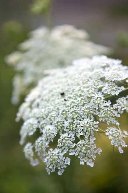 Queen Anne's Lace My favorite wild flower Queen Anne's Lace Flowers, Flower Identification, Meadow Garden, Daucus Carota, Queen Anne's Lace, Moon Garden, Favorite Flower, Queen Annes Lace, White Gardens