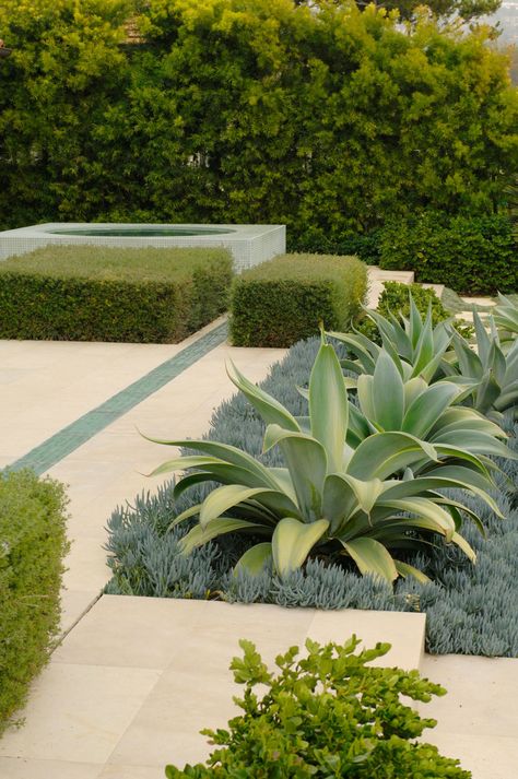 Drought Tolerant Garden, Succulent Landscaping, Drought Tolerant Landscape, Agave Plant, Coastal Gardens, Plant Ideas, Plant Aesthetic, Landscaping Plants, Modern Landscaping