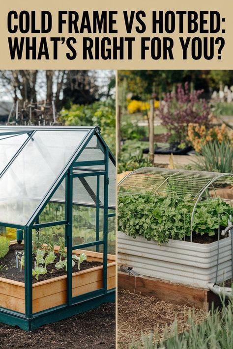 Cold Frames vs. Hotbeds: What’s Best for Your Garden? Cold Frame Plans, Cold Frame Gardening, Cold Frames, Home Grown Vegetables, Cold Frame, Plants To Grow, Best Plants, Bountiful Harvest, Diy Home Projects