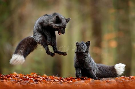 Black silver fox. Two red fox playing in autumn forest. Animal jump in fall wood , #affiliate, #autumn, #playing, #Animal, #forest, #silver #ad Foxes Playing, Animals Playing, Silver Foxes, Fox Terriers, Pet Fox, Wild Dogs, Cute Fox, Wild Nature, 10 Picture