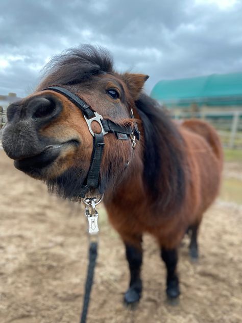 Mini Horse Aesthetic, Cute Shetland Pony, Shetland Pony Aesthetic, Bay Pony, Mini Ponies, Pony Aesthetic, Winter Vision Board, Star Stable Horses, Miniature Ponies