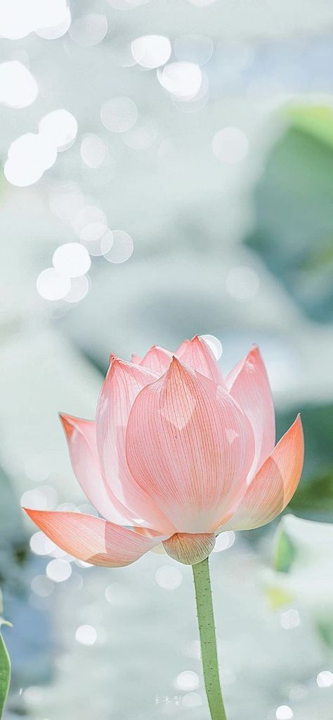 Lotus Flower Wallpaper, Lotus Wallpaper, Lotus Flower Pictures, Lotus Flower Art, Reference Photos For Artists, Cute Blue Wallpaper, Lovely Flowers Wallpaper, Wallpaper Nature Flowers, Blossoms Art