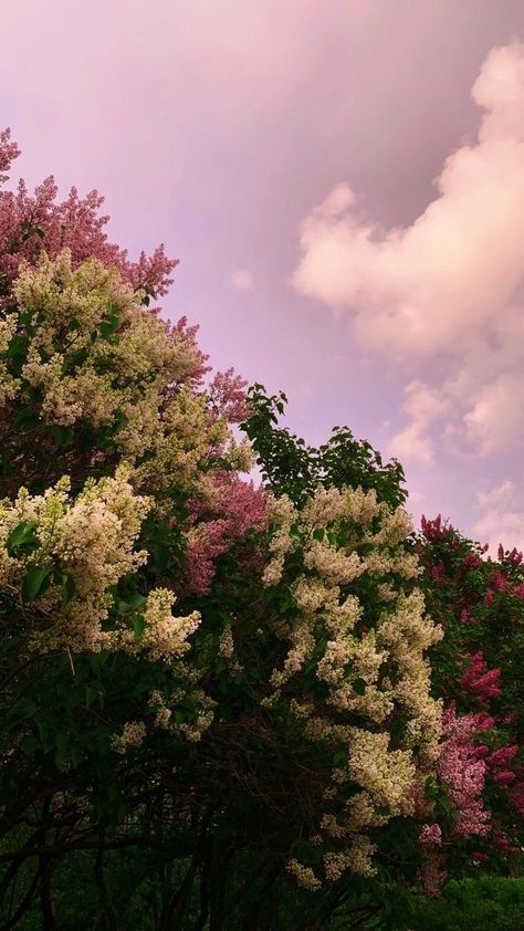 Lilac Bush, Eminem Wallpapers, Victorian Age, Lilac Bushes, Wallpaper Stores, Wallpapers For Iphone, Sunset City, Whatsapp Wallpaper, Background Ideas