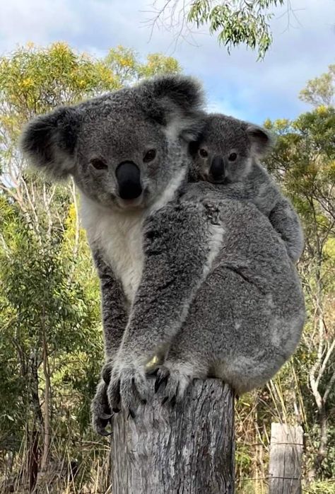 Cute Koala Bear, Koala Bears, Baby Koala, Cute Wild Animals, Pet Life, Cat Aesthetic, Ocean Animals, Primates, Koala Bear