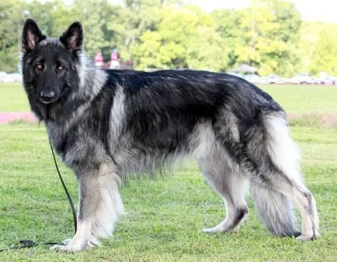 10 Things You Didn't Know About the Shiloh Shepherd Shilo Shepard, Shiloh Shepherd Dog, Shiloh Shepherd, Rare Dogs, Rare Dog Breeds, Shepherd Dog Breeds, 200 Followers, German Shepards, Military Dogs