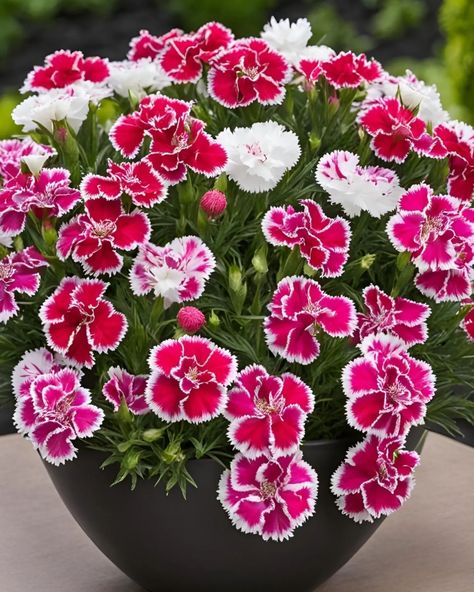 Dianthus Flowers 😍 Dianthus Chinensis, Dianthus Flowers, Mom Aesthetic, Green Thumb, Pretty Flowers, Gardening Tips, Planting Flowers, Beautiful Flowers, Collage