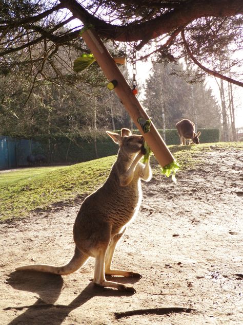 Kangaroo/Macropod enrichment.  Hanging tube with vegetables wedged in holes along the length. Zoo Enrichment, Brown Animals, Enrichment Projects, Zoo Toys, Animal Enrichment, Red Kangaroo, Zoo Ideas, Wallpaper Aesthetics, Zoo Babies