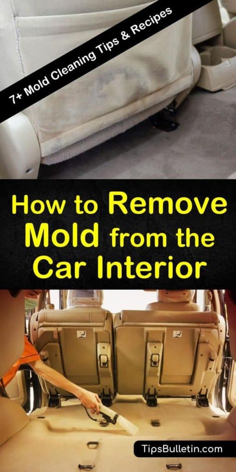 Mold Remover Fabric, Cleaning Car Carpet, How To Get Mold Out Of Fabric, How To Remove Mold From Fabric, How To Remove Mold, Car Upholstery Cleaner, Cleaning Car Upholstery, Driving Basics, Car Interior Upholstery