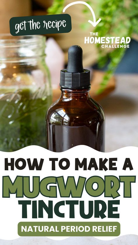 Create your own herbal remedy with our DIY Mugwort Tincture guide! 🌿 Ideal for those delving into natural healing remedies, this tincture harnesses the power of mugwort for wellness. Learn the simple steps to extract the herb's properties.Whether you're an herbalist or a DIY enthusiast, this tincture is a must-try for natural health advocates.  #MugwortTincture #DIYHerbalism #NaturalRemedies #HomesteadKitchen #HerbalTincture #WellnessDIY #pmsrelief #herbsforperiods Onion Tincture, Mugwort Tincture Recipe, Mugwort Tincture, Benefits Of Mugwort, Period Bloat, Herbal Business, Witches Apothecary, Herbs Medicine, Herbal Vinegar