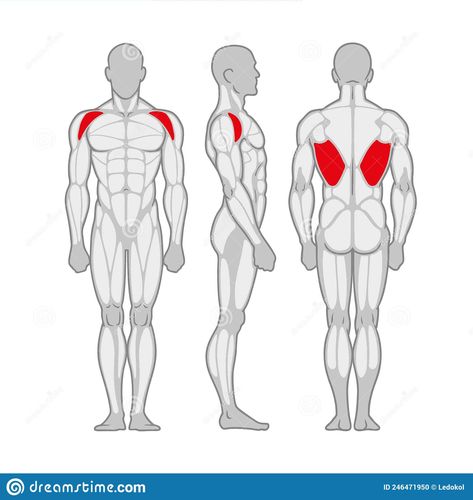 Man Anatomy Drawing, Male Muscle Anatomy, Workout Images, Man Silhouette, Man Anatomy, Muscular Man, Male Muscle, Drawing Anatomy, Muscle Anatomy