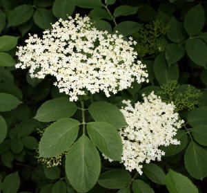 Elderflower cordial recipe- jonsbushcraft.com Elder Berry, Cordial Recipe, Elderflower Cordial, Diy Herbal Remedies, Magickal Herbs, Witch Garden, Herbal Healing, Herbal Magic, Spring Plants