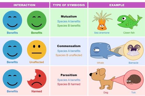 symbiosis types Ecological Relationships Activities, Symbiosis Activities, Symbiotic Relationships Activities, Teaching Safety, Middle School Health, Life Science Middle School, Relationship Activities, Relationship Worksheets, Science Anchor Charts