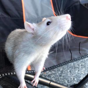 Guide to Taming, Gaining Trust and Bonding with your Pet Rat - The Rat Place Rat Body Language, Pet Rat Cages, Rat Care, Animal Studies, Prey Animals, Pet Rat, Rat Cage, Rat Traps, Fancy Rat