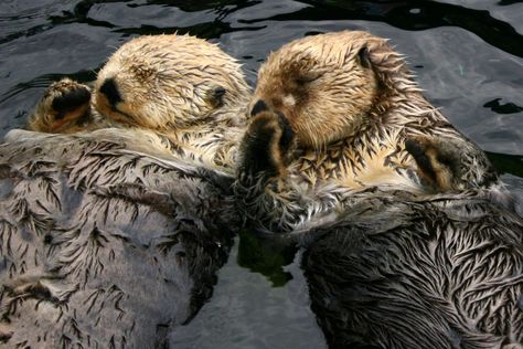 Seen these little sea outters every morning from our campsite in Alaska Otters Holding Hands, Sea Otters, Hold Hands, Water Animals, Sea Otter, California Love, California Adventure, Sea World, Venice Beach