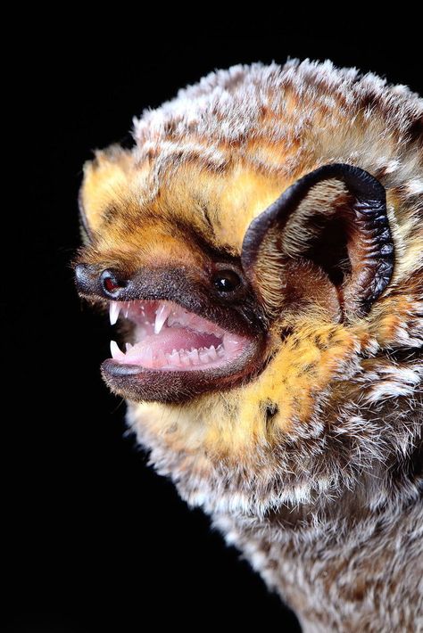 Hoary Bat (Lasiurus cinereus) observed by svaldvard 04:01 AM UTC on June 24, 2014 · iNaturalist.org Black Wrap Top, Bat Species, Bat Flying, Cute Bat, Creatures Of The Night, Black Wrap, Animal Photo, Nature Animals, Jersey Top