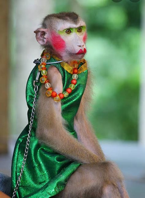 Monkey With Makeup, Thailand Pictures, Monkey Wallpaper, Monkey Pictures, Teddy Bear Girl, Pet Monkey, Monkeys Funny, Dont Touch My Phone Wallpapers, Funny Wallpaper