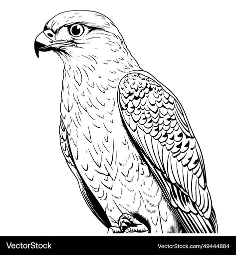 Falcon Drawing, Architecture Drawing Art, Vector Drawing, Bird Drawings, Wild Birds, Architecture Drawing, Transparent Png, Png Images, Adobe Illustrator