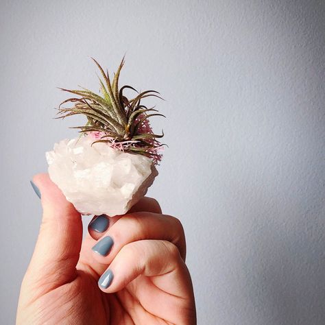 You Rock ✨ Plants And Crystals, Air Plant Care, Tangerine Quartz, Air Plants Care, Tillandsia Air Plant, Grow Plants, Air Plant Holder, Agate Geode, Fluorite Crystal