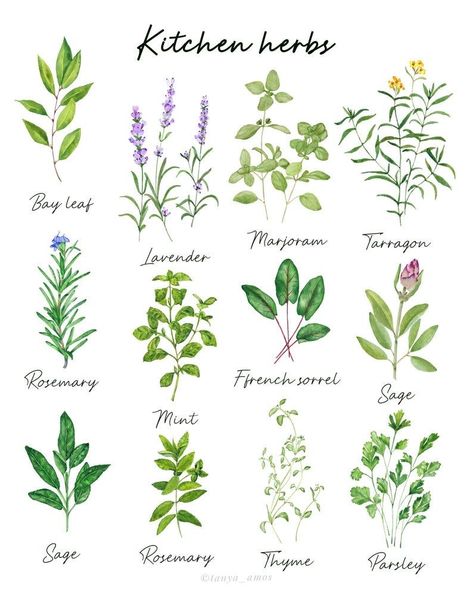 Herbs Painting, Painting Herbs, Herbs Poster, Herbs Illustration, Watercolor Herbs, Illustration Kitchen, Herb Art, Kitchen Painting, Kitchen Artwork