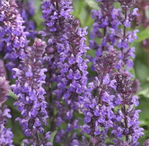 Salvia nemorosa 'New Dimension Blue' (Sage) Rose Companion Plants, Blue Salvia, Summer Border, Salvia Nemorosa, Astrantia Major, Best Perennials, Perennial Border, Hummingbird Garden, Mediterranean Garden