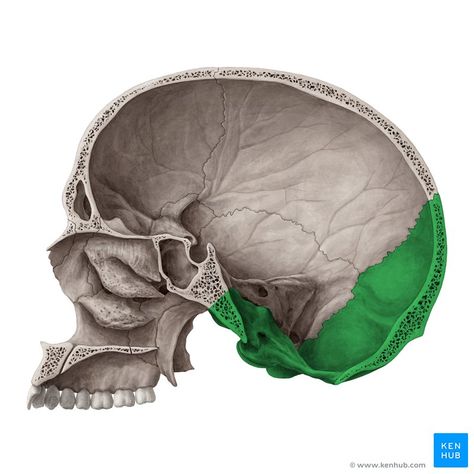 Occipital bone (Os occipitale); Image: Yousun Koh Anatomy Of The Neck, Neck Muscle Anatomy, Occipital Bone, Temporal Bone, Bone Anatomy, Anatomy Images, Skull Anatomy, Head Anatomy, Skull Model