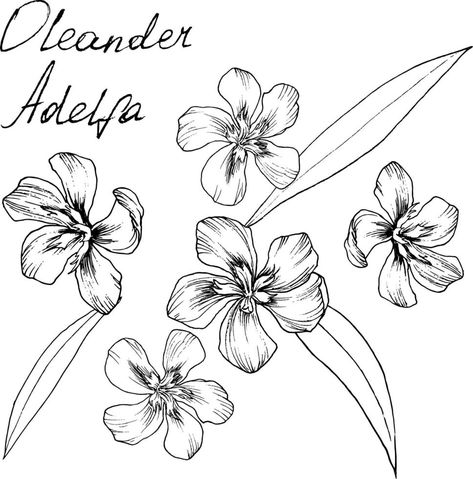 Oleander Drawing, Oleander Flower, Feminist Tattoo, Botanical Line Drawing, Flower Drawing Tutorials, Leaves Illustration, Infinity Tattoos, Illustration Botanique, Roses Drawing