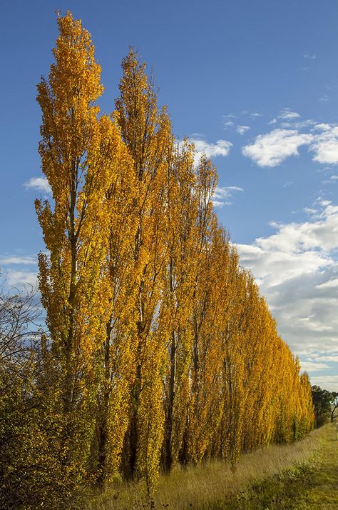 A row of hybrid poplars in fall orange standing in a field Lombardi Poplar Trees, Rows Of Trees, British Nature, Eastern Redbud Tree, Lombardy Poplar, Yard Renovation, Row Of Trees, Standing In A Field, Growing Trees