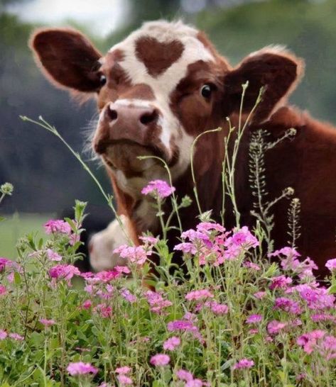 Farm Animal Photography, Cows In Flowers, Cow Pics, Cow Aesthetic, Pet Cows, Cow Photography, Cow Wallpaper, Longhorn Cattle, Cow Photos