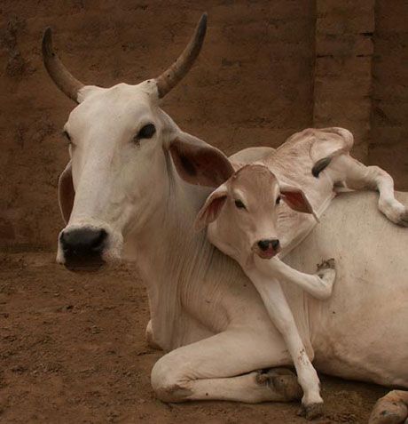 Cowism - Home Cattle Business, Learning Painting, White Cows, Breeds Of Cows, Mother India, Cow Photos, Cow Pictures, Baby Cow