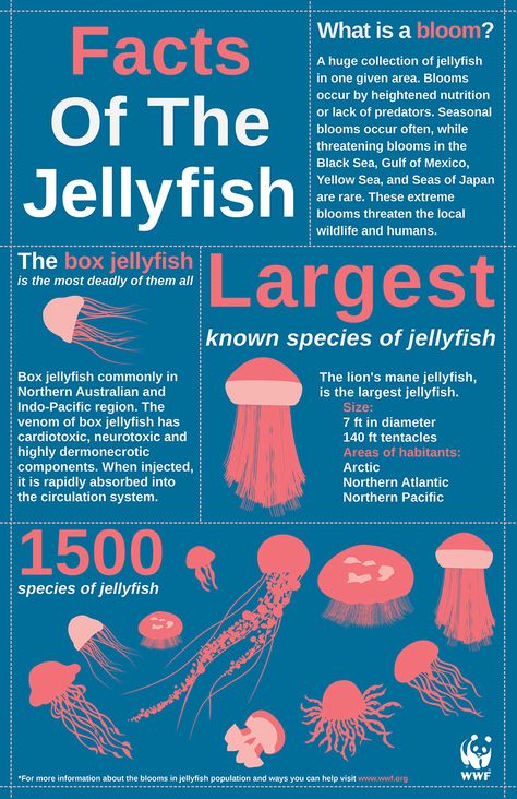 Fish Infographic, Types Of Jellyfish, Jellyfish Species, Oceanography Marine Biology, Jellyfish Facts, Jellyfish Pictures, Sea Jellies, Ocean Science, Sea Of Japan