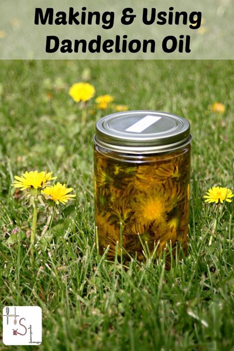 Infuse dandelion flowers in oil to help sore muscles and more. Dandelion Oil, Natural Healing Remedies, Herbal Oil, Natural Therapy, Healing Herbs, Natural Home Remedies, Medicinal Herbs, Medicinal Plants, Natural Medicine