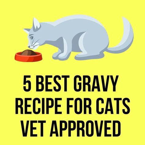 Can you make gravy for cats? Yes, you can make gravy for cats. We love our pets and love to make food for them. But, making food is a time-consuming process. Diy Cat Treats, Diy Cat Food, Senior Cat Food, Healthy Cat Food, Homemade Cat Food, Cat Vet, Making Food, Treats Recipes, Make Food