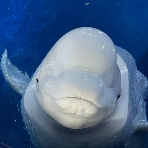 Whale Widget, Beluga Whale Aesthetic, Cool Sea Creatures, Marine Poster, Beluga Whales, Underwater Animals, Beluga Whale, Water Animals, Beautiful Sea Creatures